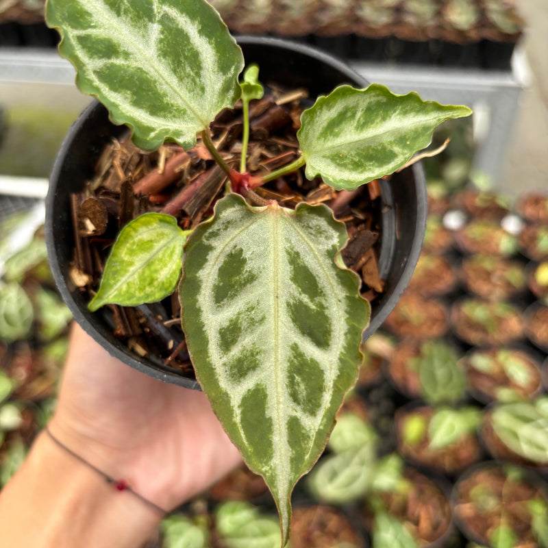 Anthurium Red Crystallinum (HU) 09 x Muchlis RC