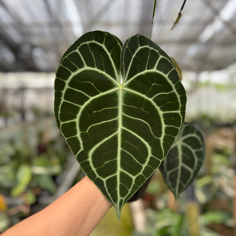 FS56-10	Anthurium Clarinervium Medium Size