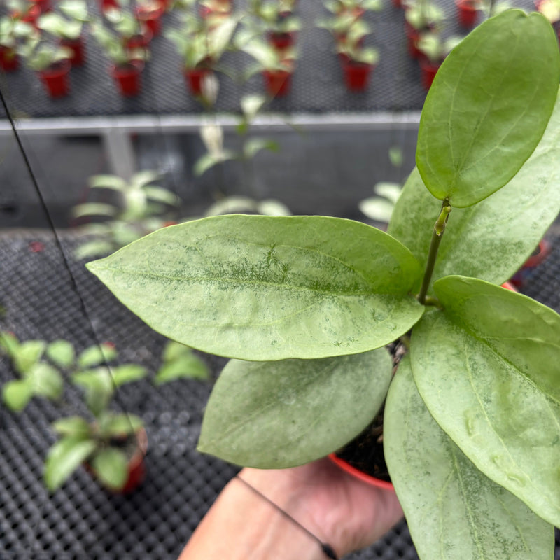 Hoya Elliptica x Glabra "ELLIRA"