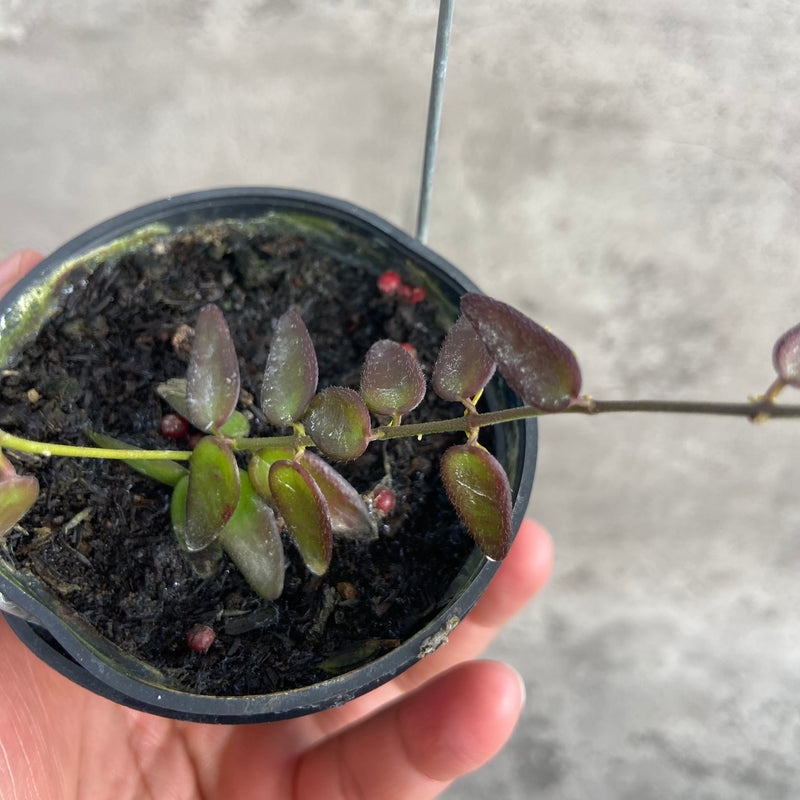 FS1-10 Hoya Dischidia SP Kalbar Red