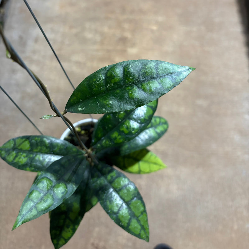 Hoya Callistophylla Black Cat