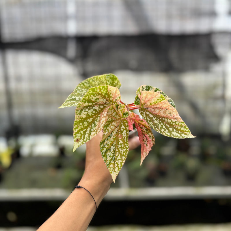 FS50-10	Begonia Snow Capped Variegated