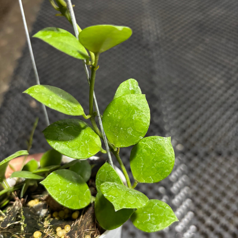 Hoya Lacunosa Aceh