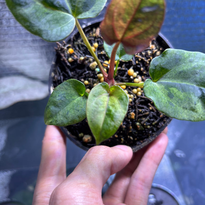 FS78-10 Anthurium FS x RVDP Variegated Mint