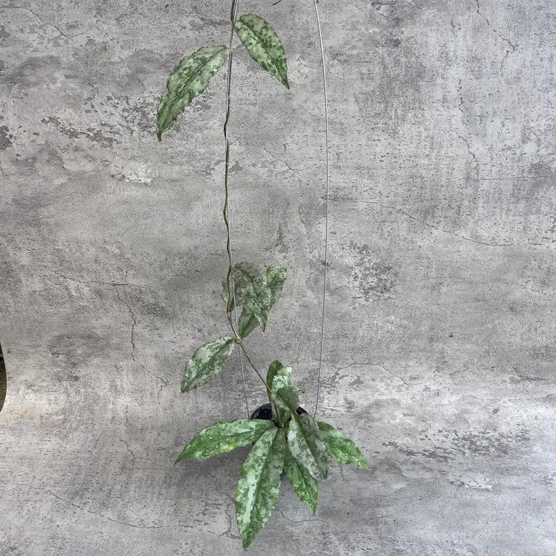 FS28-10 Hoya Undulata Silver B