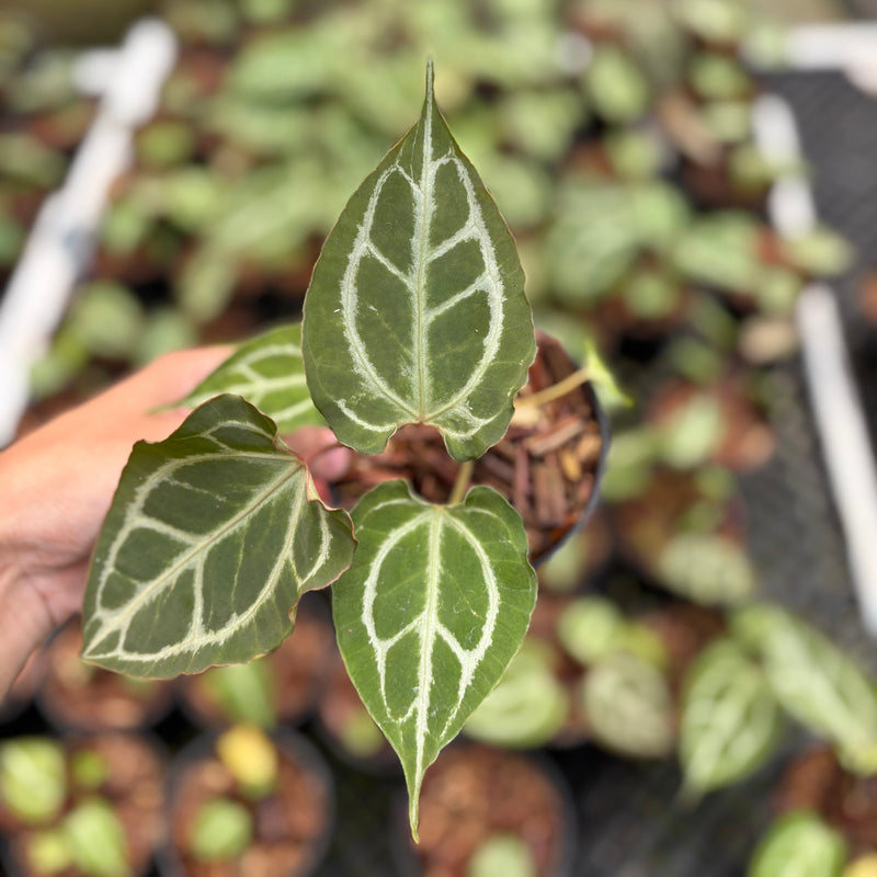 Anthurium Hellboy x Muchlis RC