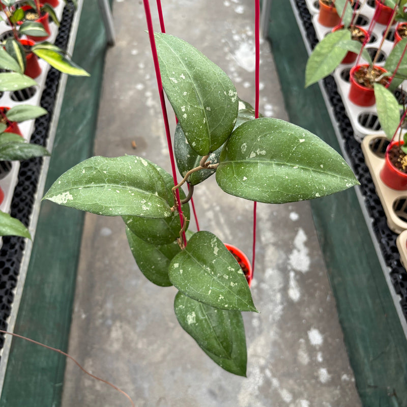 Hoya Bird of Paradise