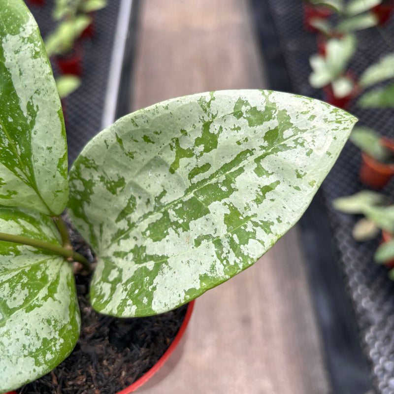 Hoya Glabra High Splash