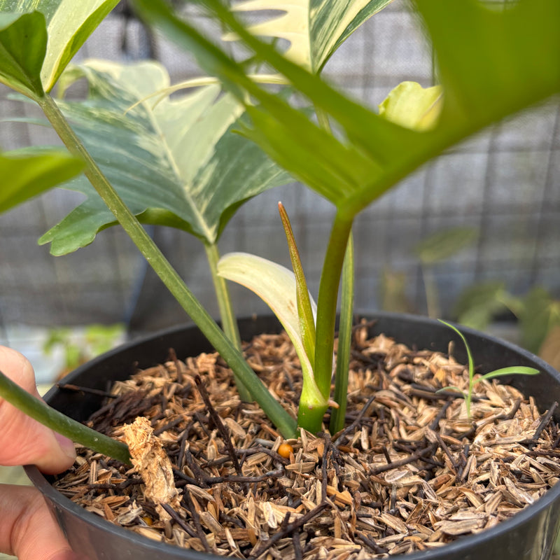 FS53-9 Philodendron Florida Beauty x Tortum Variegated