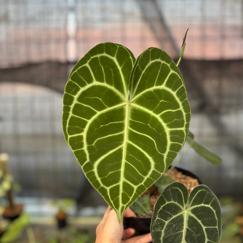FS58-9 Anthurium Clarinervium Medium Size