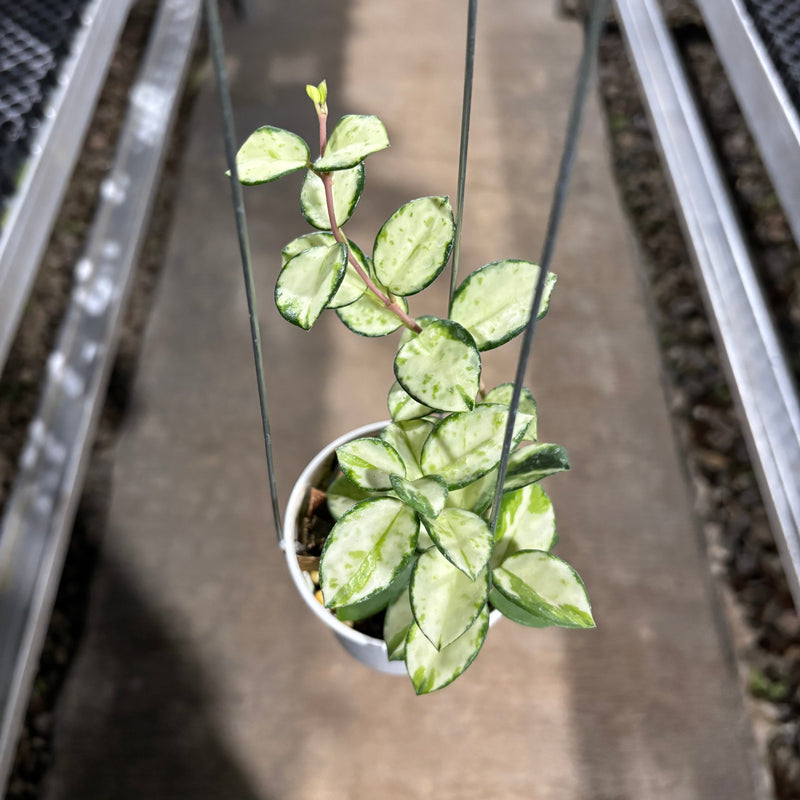 Hoya Mathilde Inner Variegated