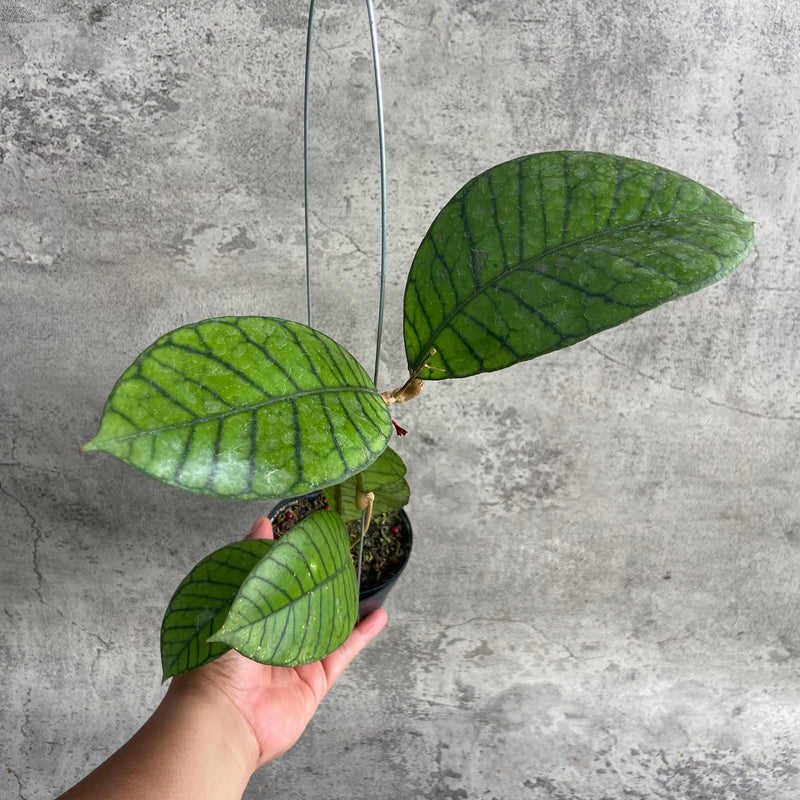 FS5-10 Hoya Callistophylla Round Leaf