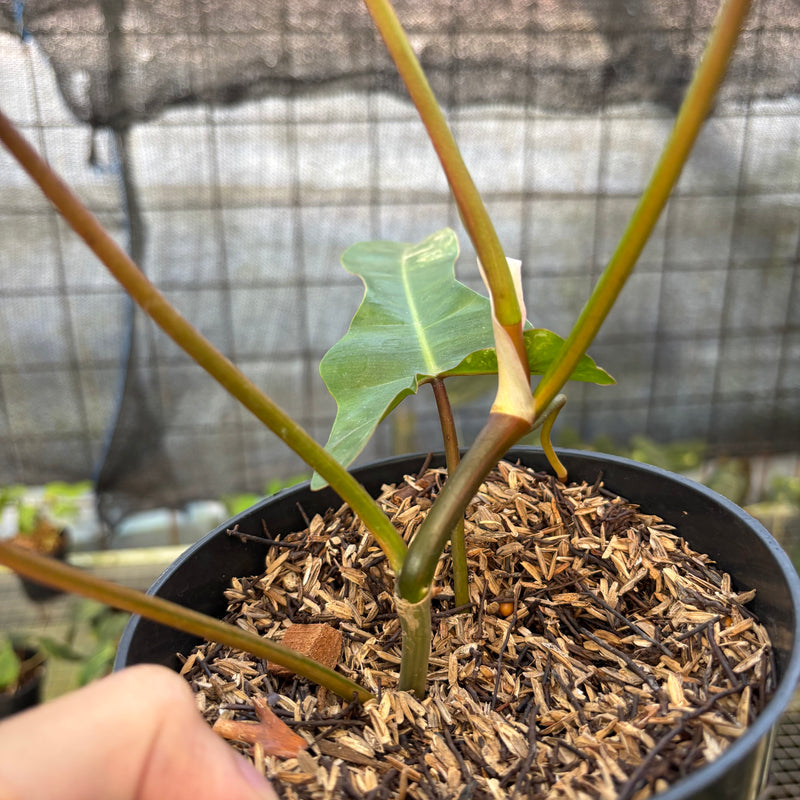 FS57-9 Philodendron Domesticum x Atabaphoense Variegated