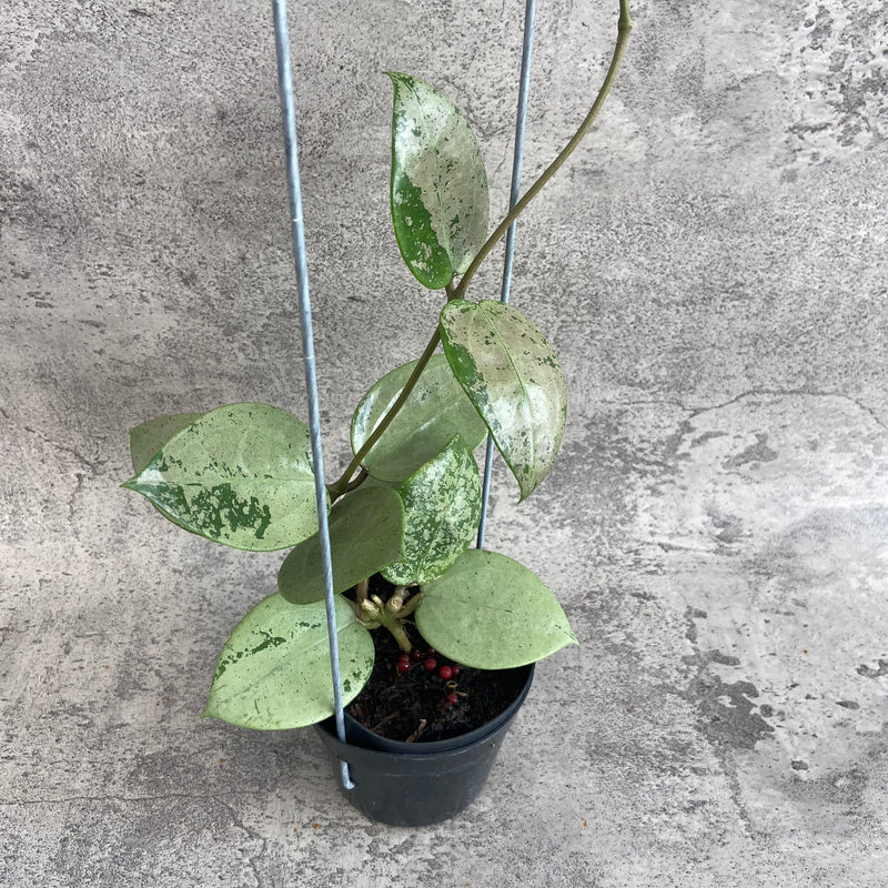 FS13-10 Hoya Parasitica Silver Heart