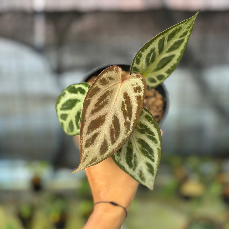 FS75-9 Anthurium Michelle x Red Crystallinum