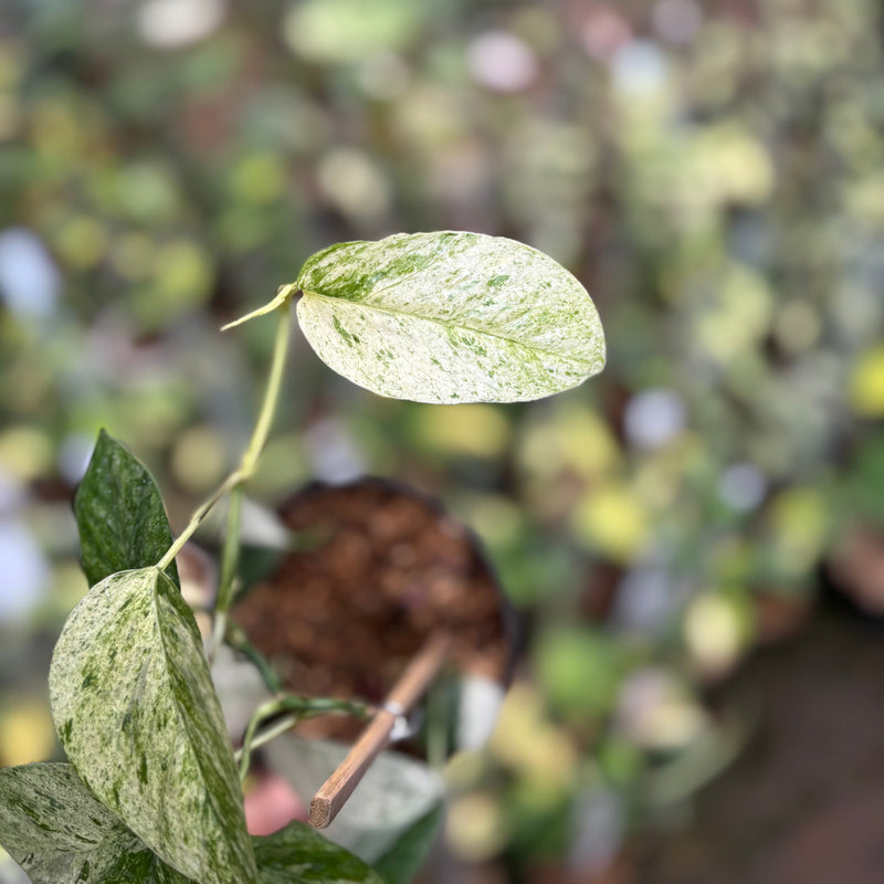 Epipremnum Pinnatum Hanoman