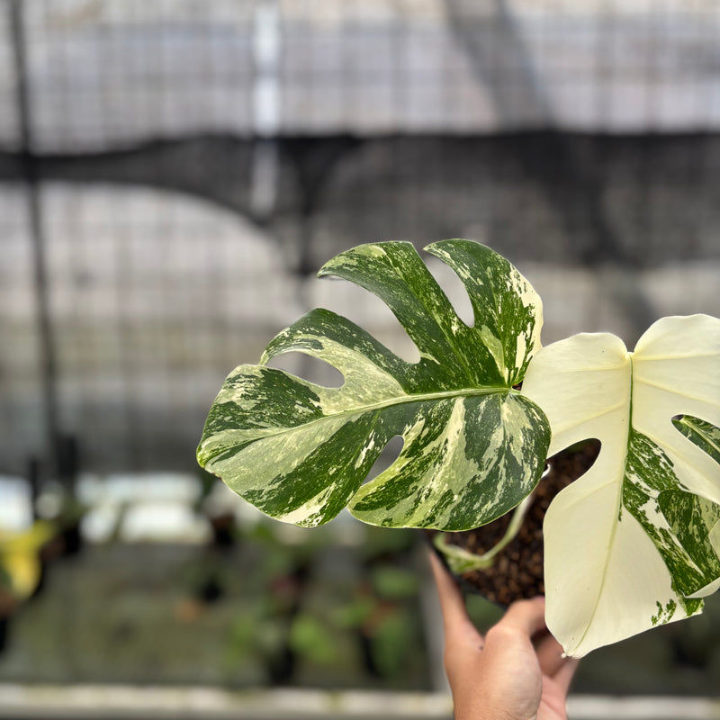 FS47-10	Monstera Albo White Tiger Variegated