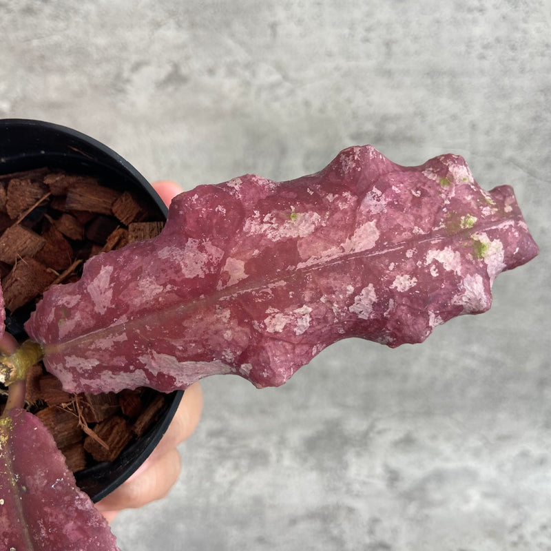 FS25-10 Hoya Undulata Red