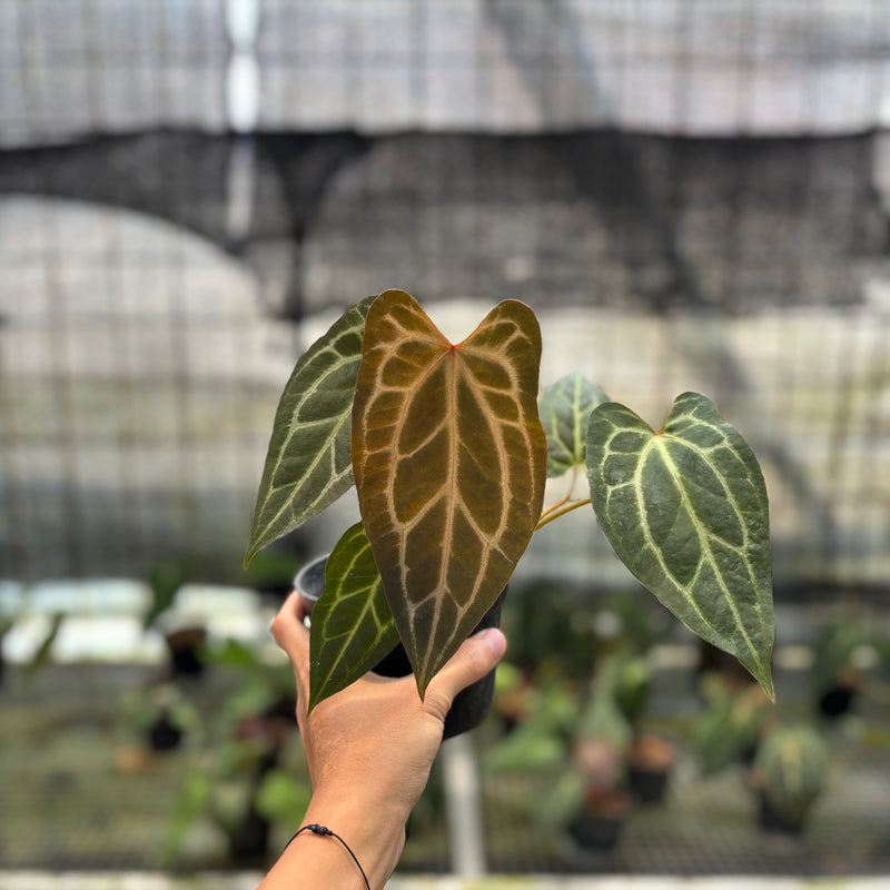 FS44-10	Anthurium BVIT x Zara Michelle