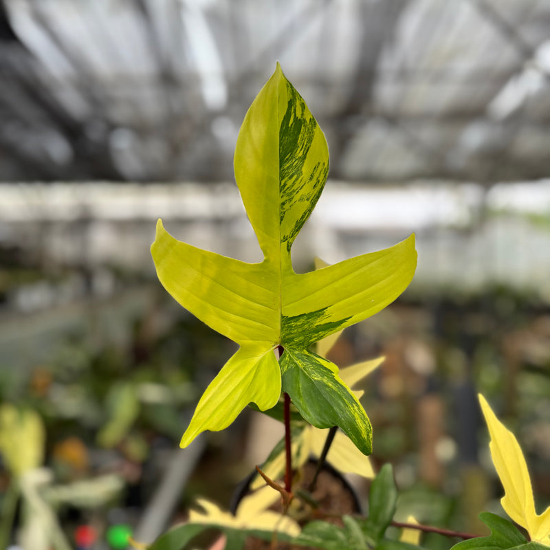 FS59-10	Philodendron Florida Beauty Mature Size