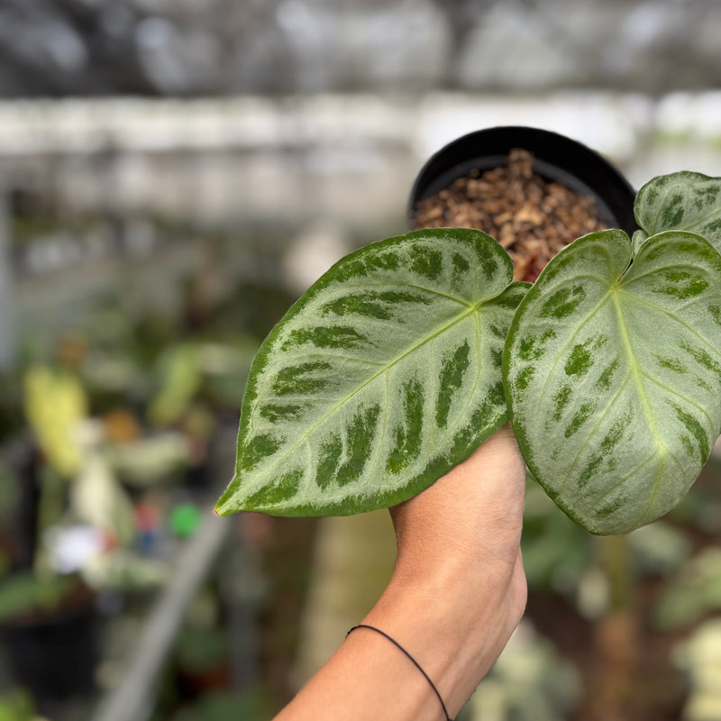 FS58-10	Anthurium Silver Chrome Full Silver