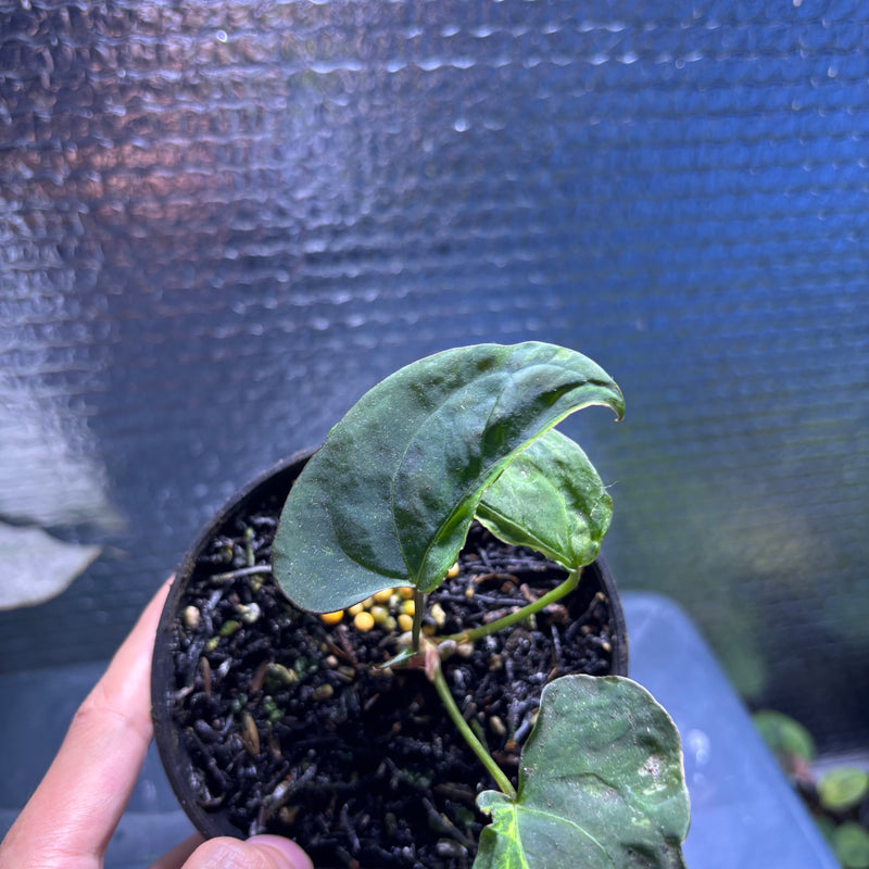 FS79-10 Anthurium Papilillaminum Mutation