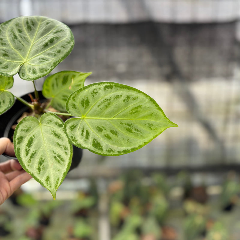 FS73-10 Anthurium Silver Chrome Full Silver