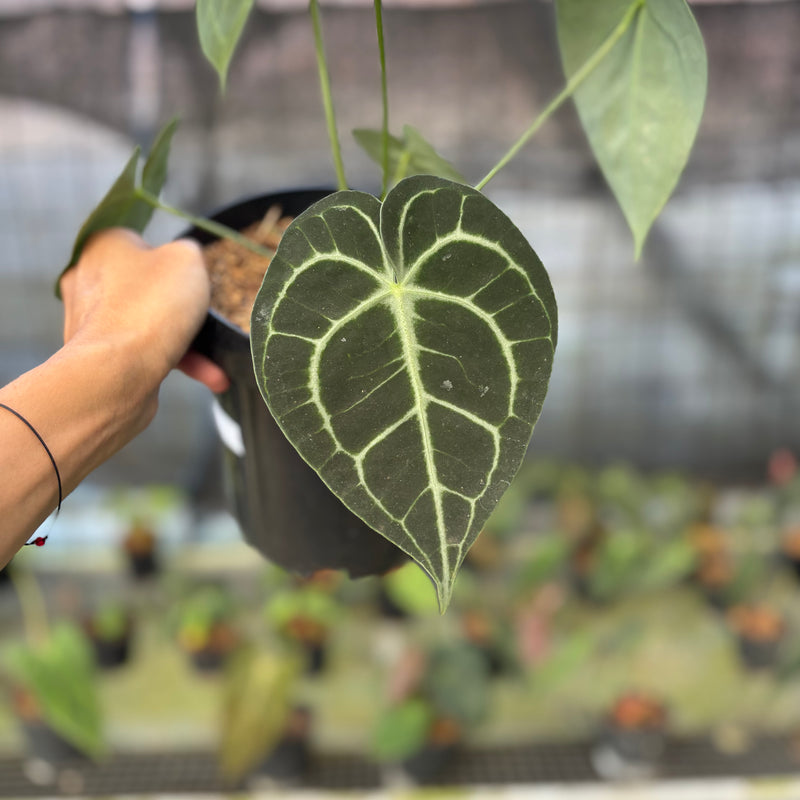 FS58-9 Anthurium Clarinervium Medium Size