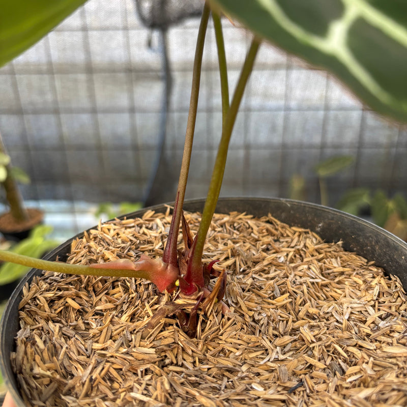 FS60-9 Anthurium Crystallinum Red Stem