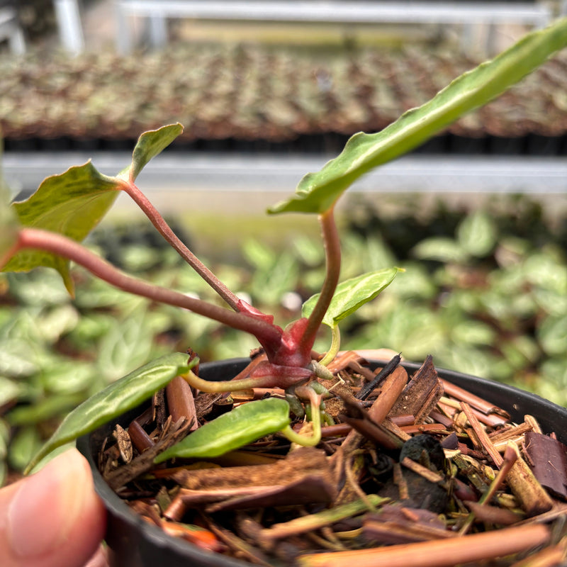 Anthurium Silver Butterfly x Muchlis RC