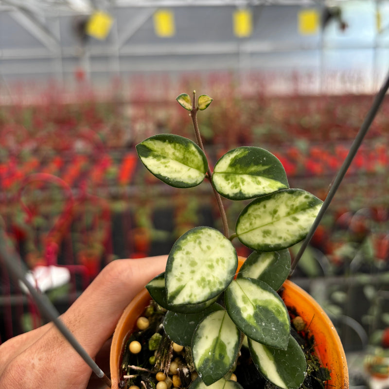 Hoya Mathilde Inner Variegated