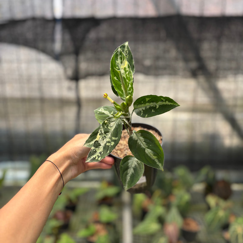FS70-10	Aglaonema Pictum Beecolor Variegated