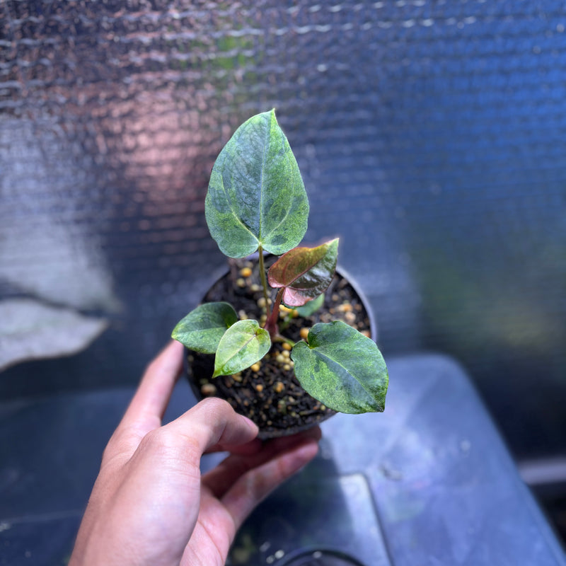 FS78-10 Anthurium FS x RVDP Variegated Mint