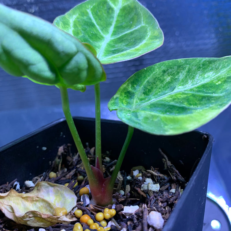 FS68-8 Anthurium Silver Blush x Domino Variegated