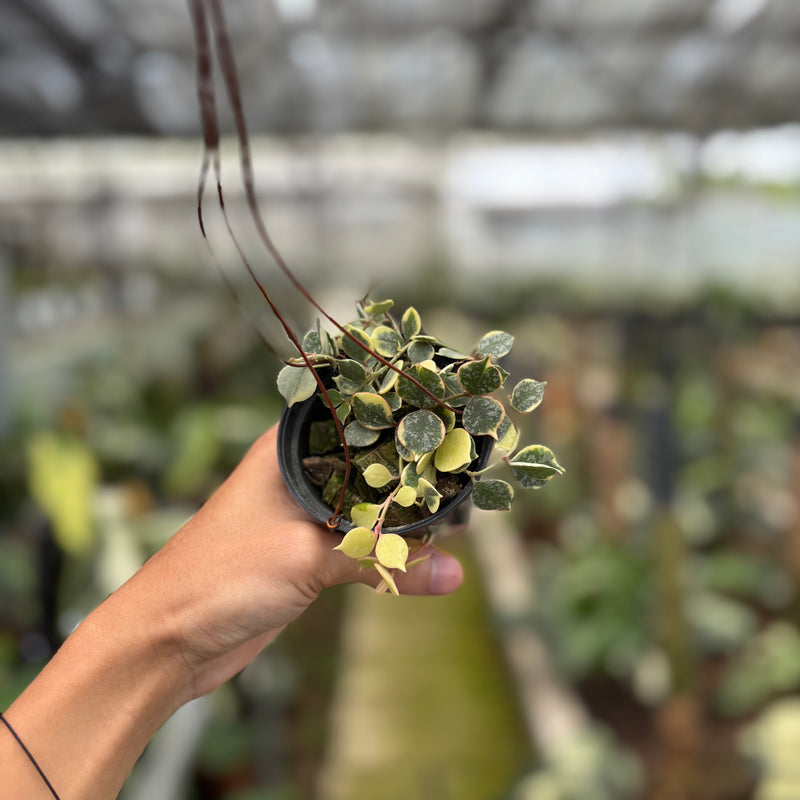 FS66-10	Hoya Curtisii Albomarginata "Tiara"