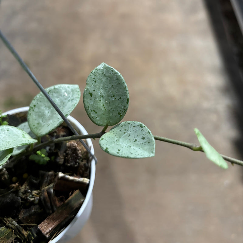 Hoya Mathilde Silver
