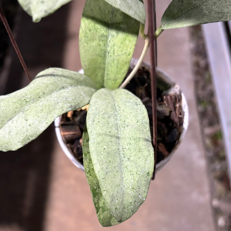 Hoya Ramona (AFF Vitellina x Callistophylla)