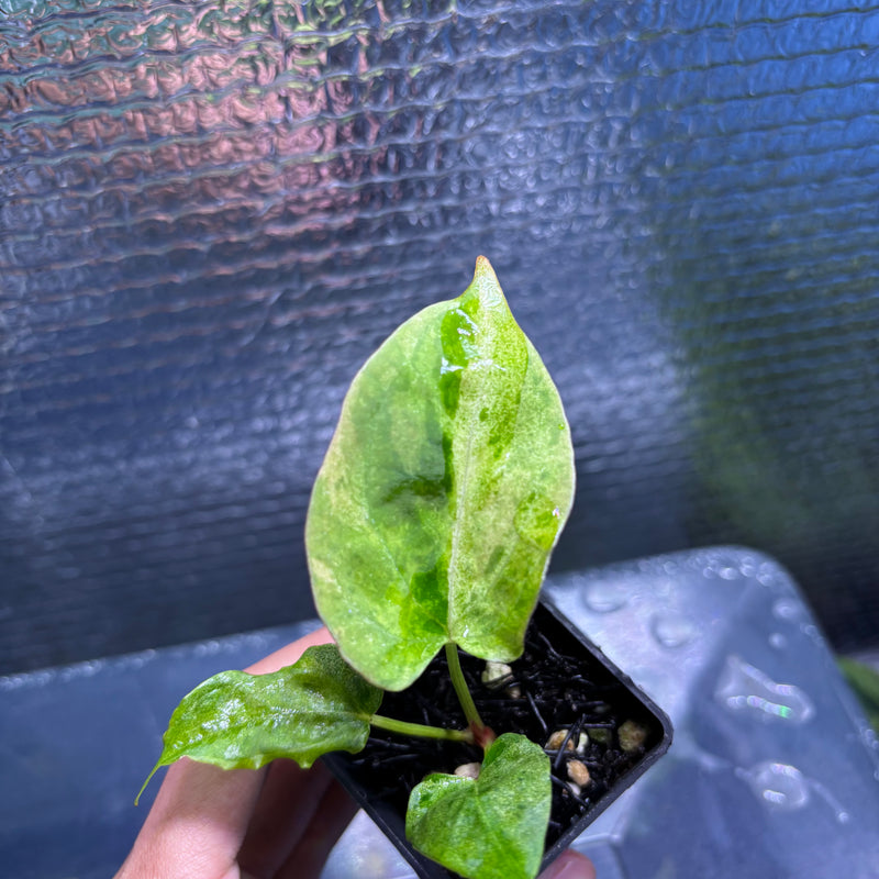FS81-9 Anthurium Fortsherman x Darkphoenix Variegated