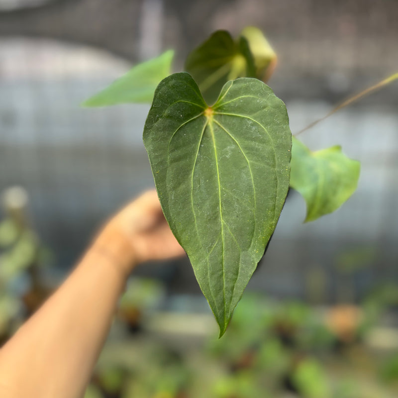 FS52-9 Anthurium Red Spider Selected