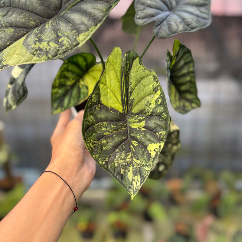 FS65-9 Alocasia Dragon Scale Variegated Mature Size