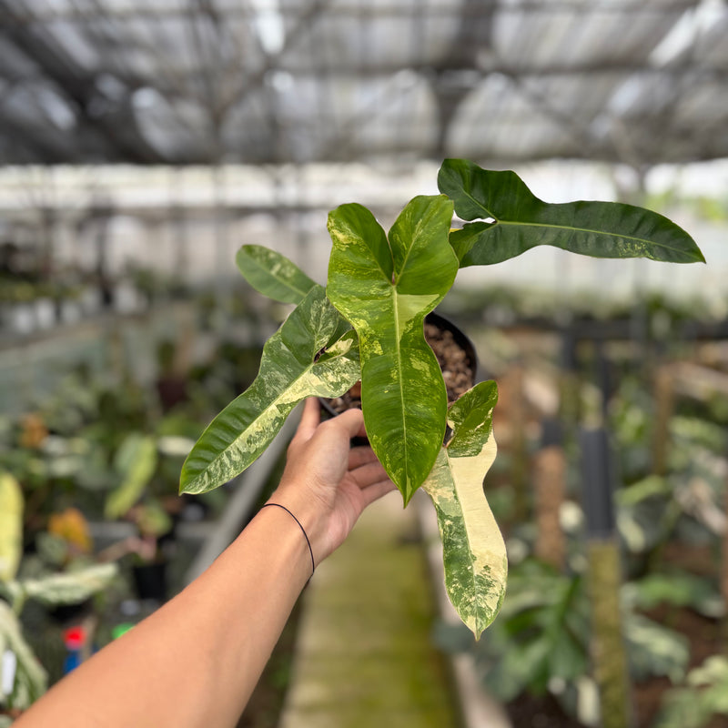 FS55-10	Philodendron Domesticum x Atabaphoense Variegated