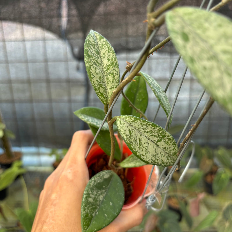 FS59-9 Hoya Carnosa Star Dust