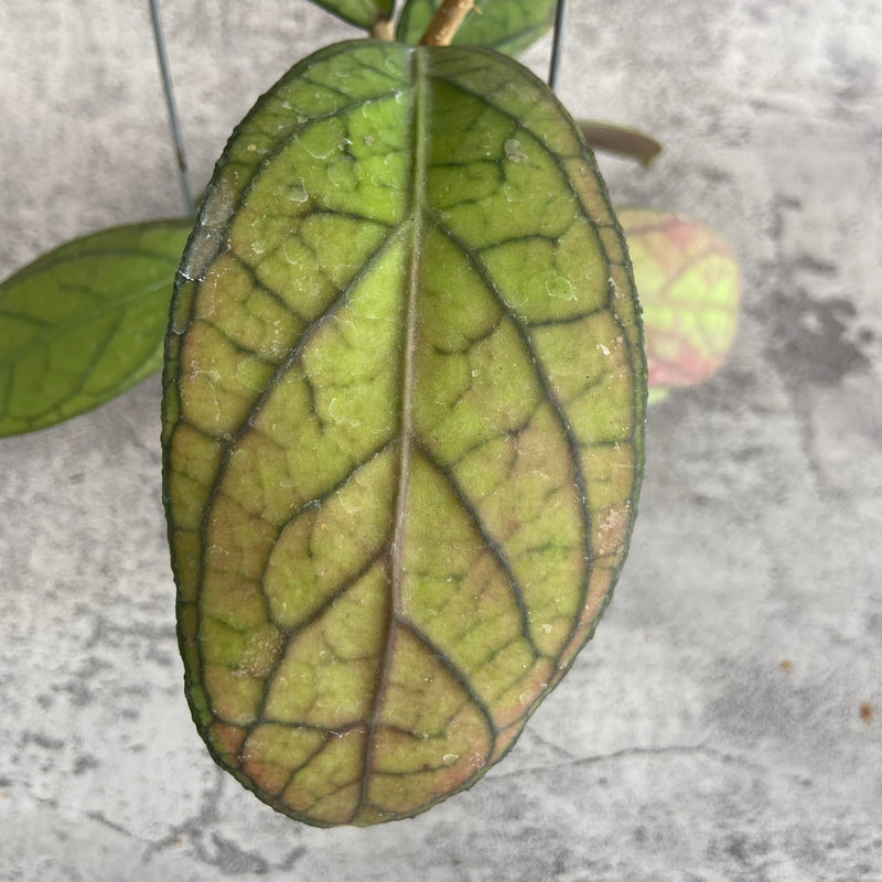 FS22-10 Hoya SP Tanggamus Red