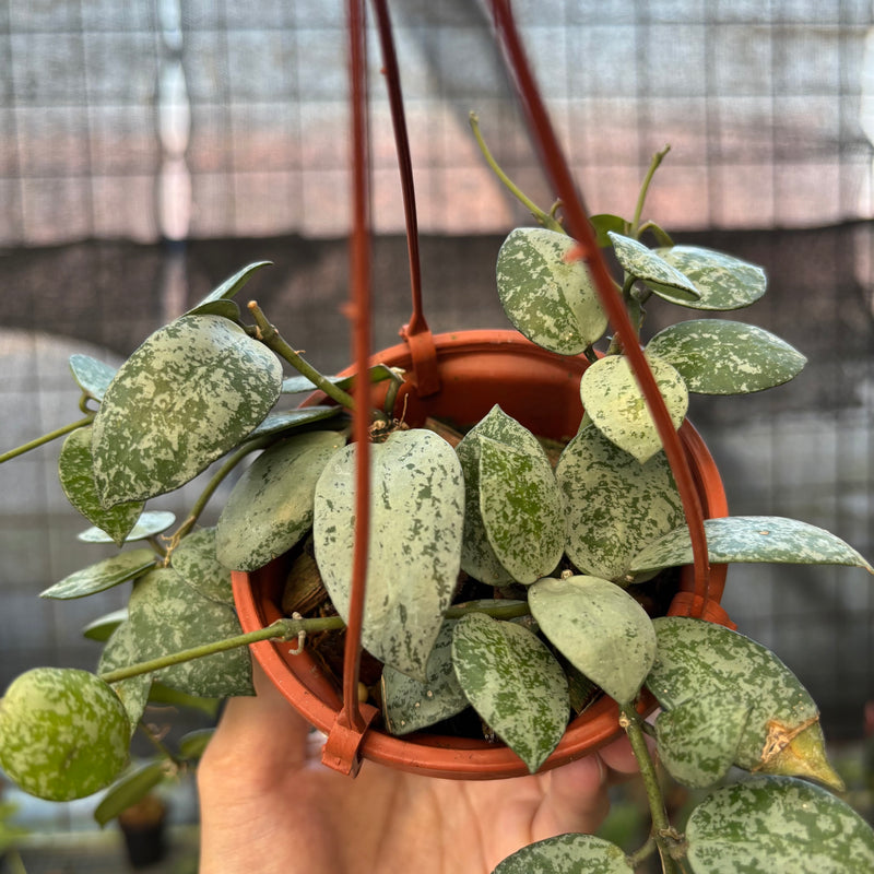 FS64-9 Hoya Lacunosa Silver Lime
