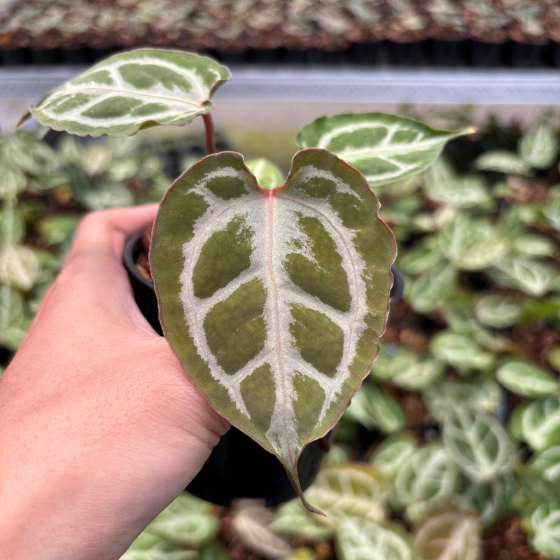 Anthurium Silver Butterfly x Muchlis RC