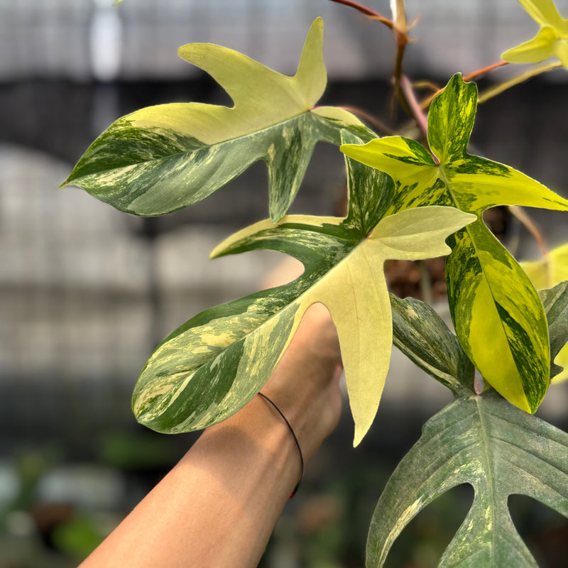 FS69-10	Philodendron Florida Beauty Mature Size