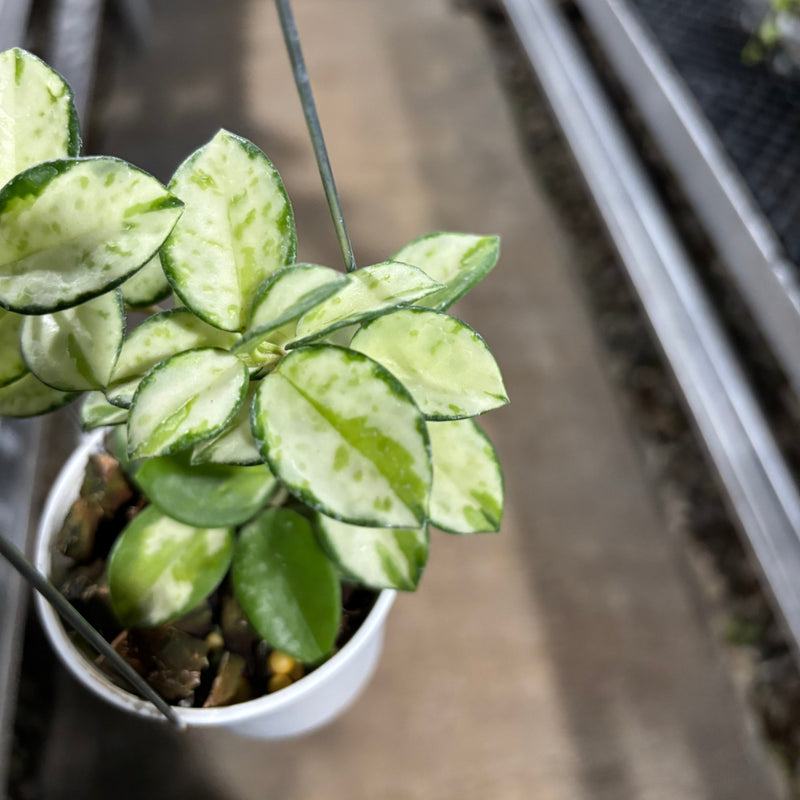 Hoya Mathilde Inner Variegated