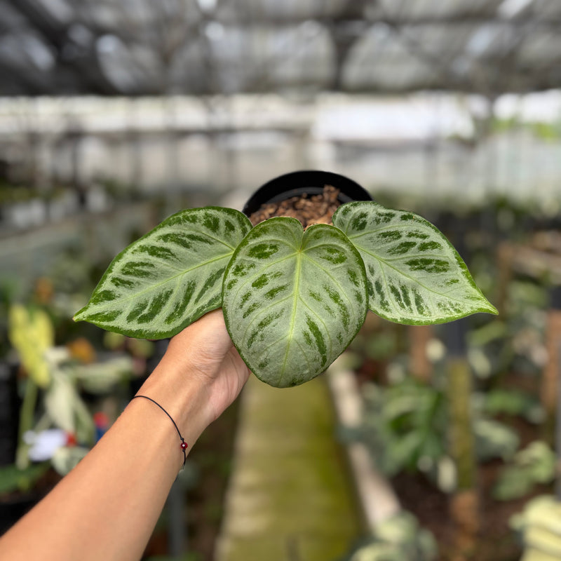FS58-10	Anthurium Silver Chrome Full Silver