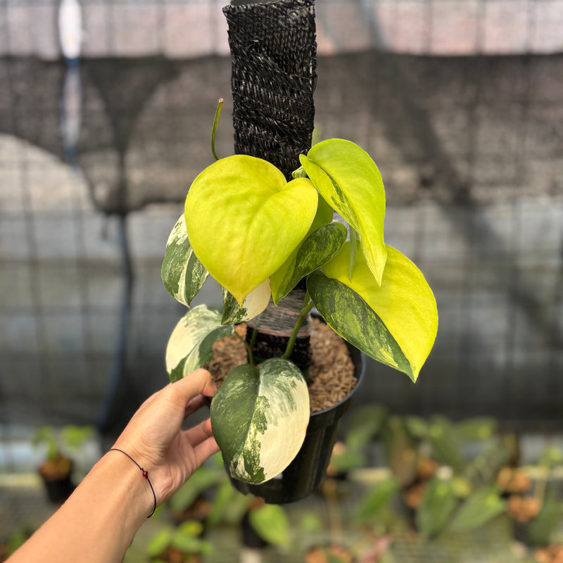 FS45-9 Scindapsus Jade Satin Variegated