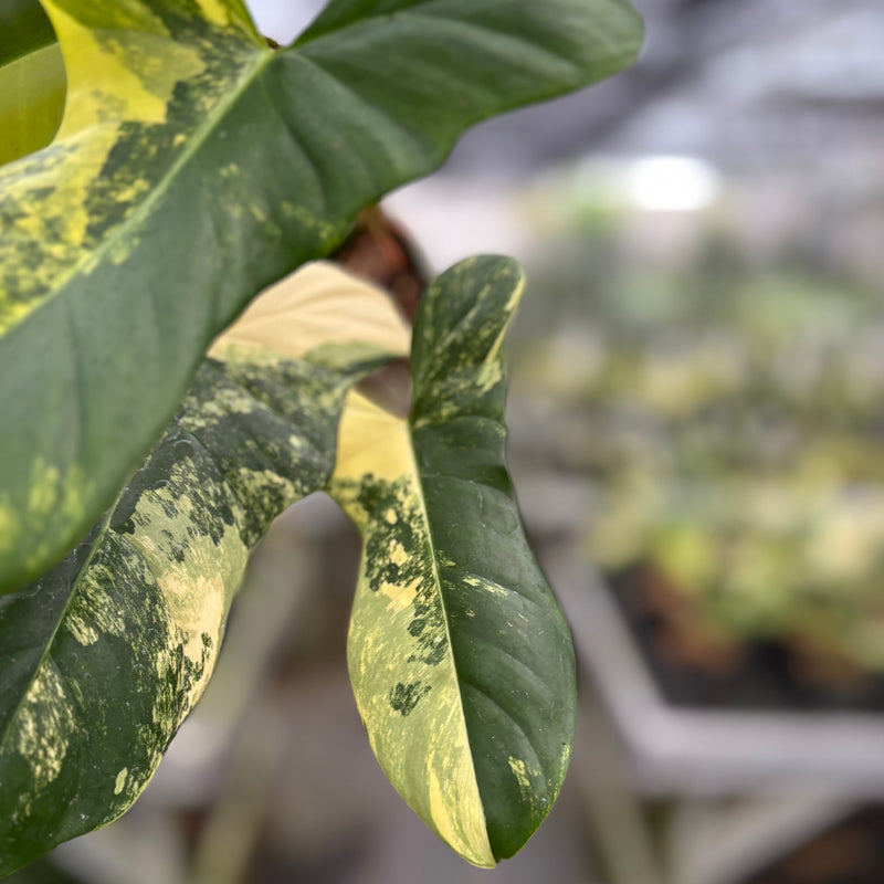 Philodendron Florida beauty x Lupinum